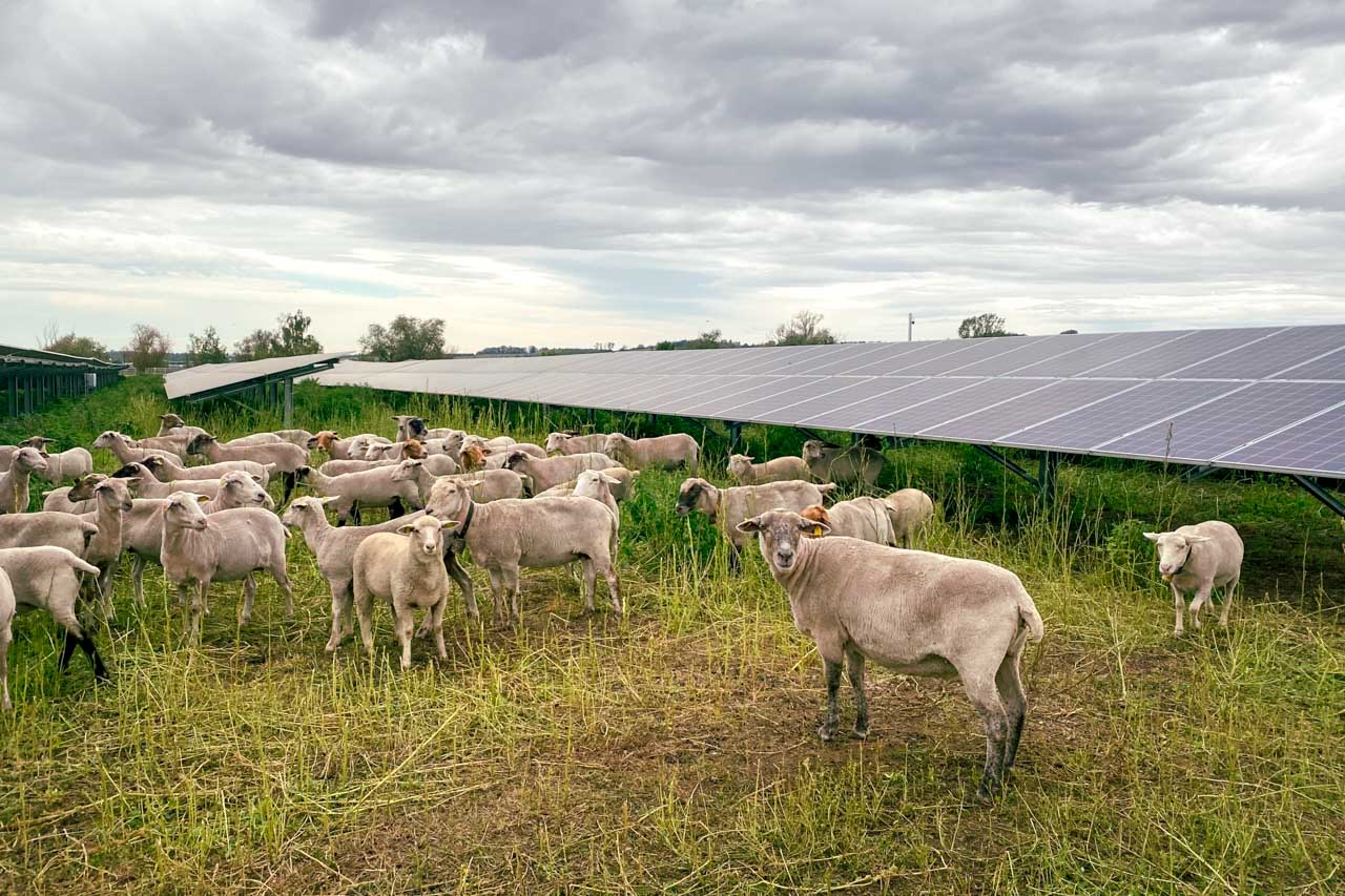 Schafe im Solarpark Phoenix Schafe halten die Rasenflächen zwischen den Solarpanels des Solarpark Phoenix sauber